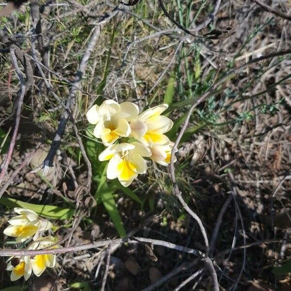 Freesia leichtlinii Flower