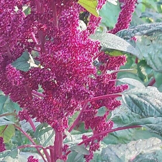 Amaranthus hypochondriacus Fleur