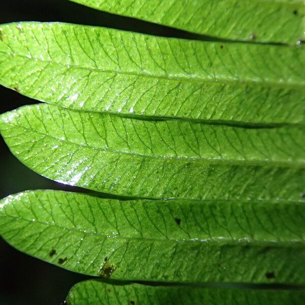 Pteris catoptera Folla