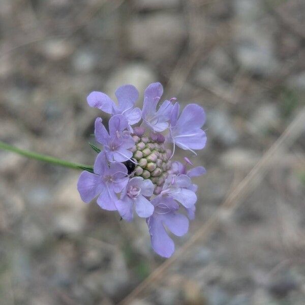 Scabiosa triandra Flower