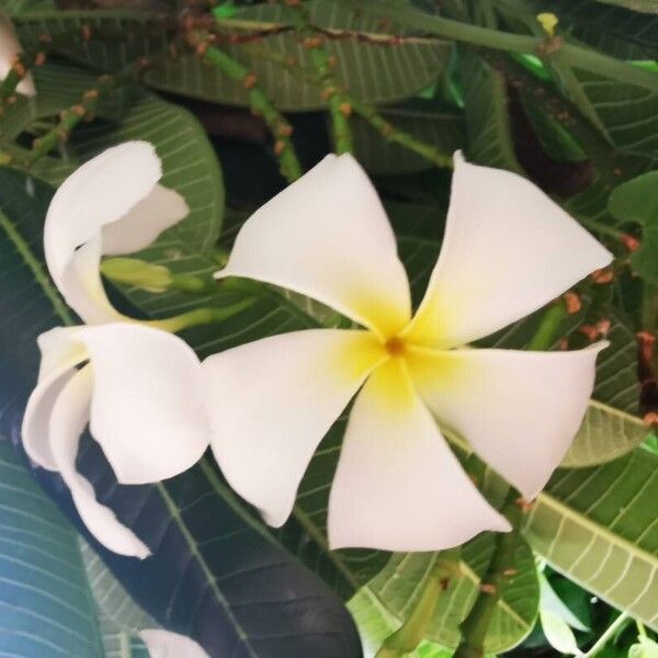 Plumeria obtusa Flower