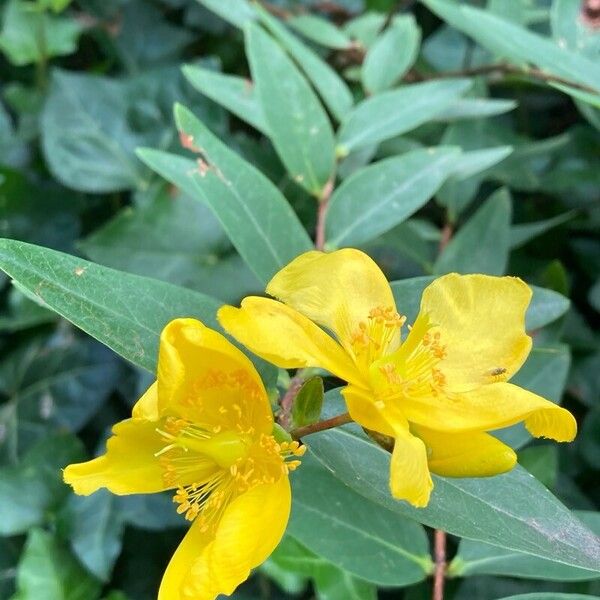 Hypericum patulum फूल