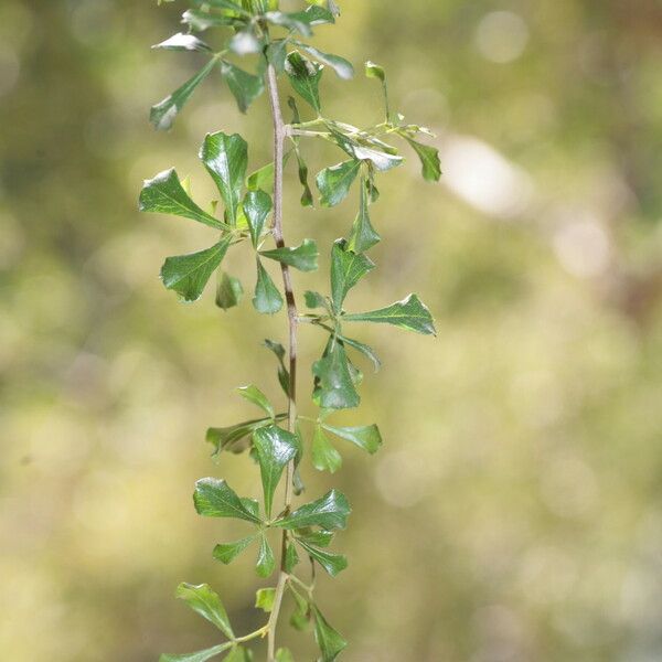Searsia undulata 叶