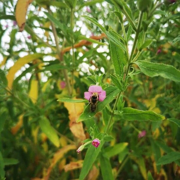 Epilobium hirsutum পাতা