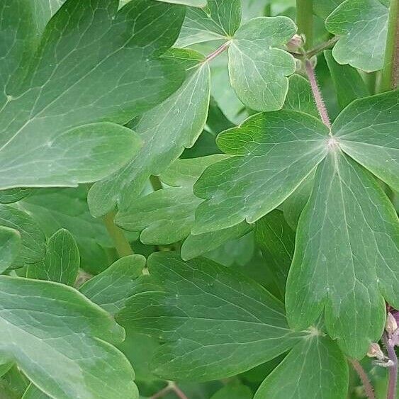 Aquilegia atrata Blad