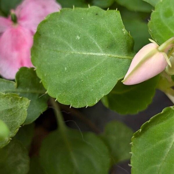 Impatiens walleriana Levél