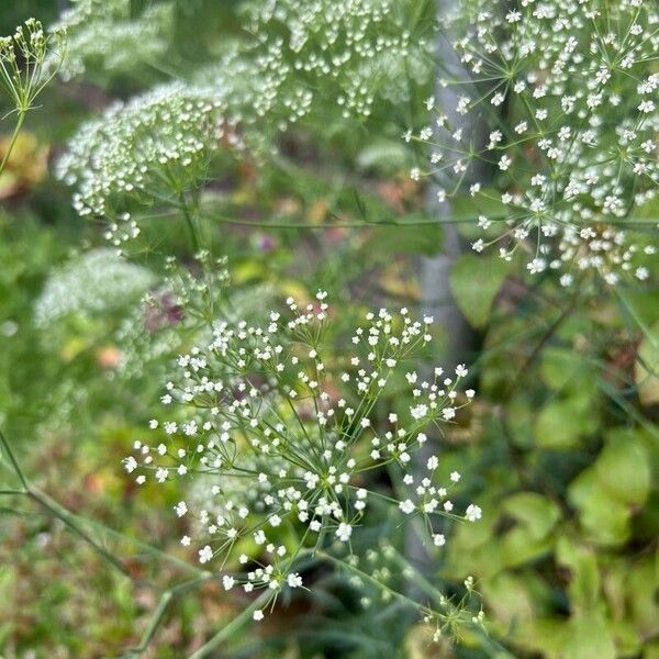 Falcaria vulgaris Fleur