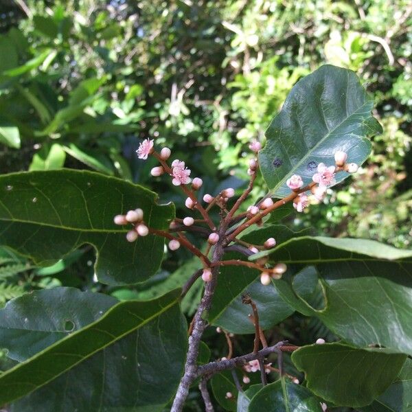 Symplocos arborea Blomma