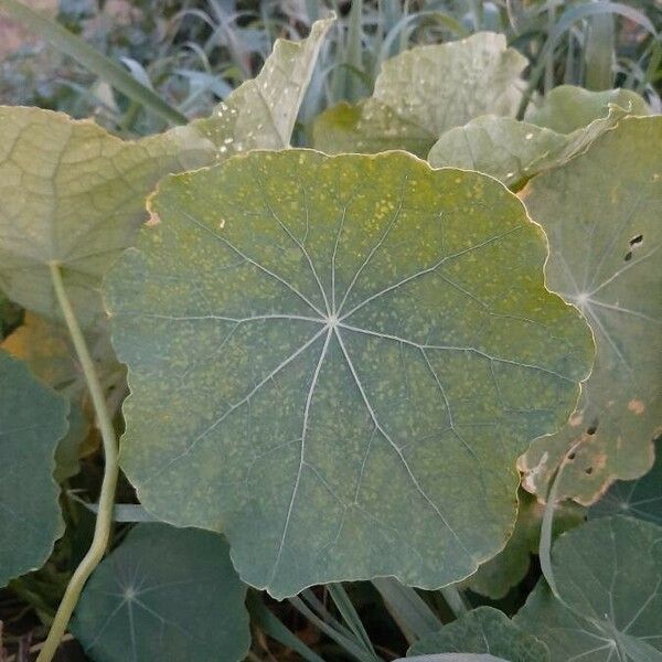 Tropaeolum majus Lapas