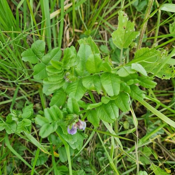 Vicia sepium Лист