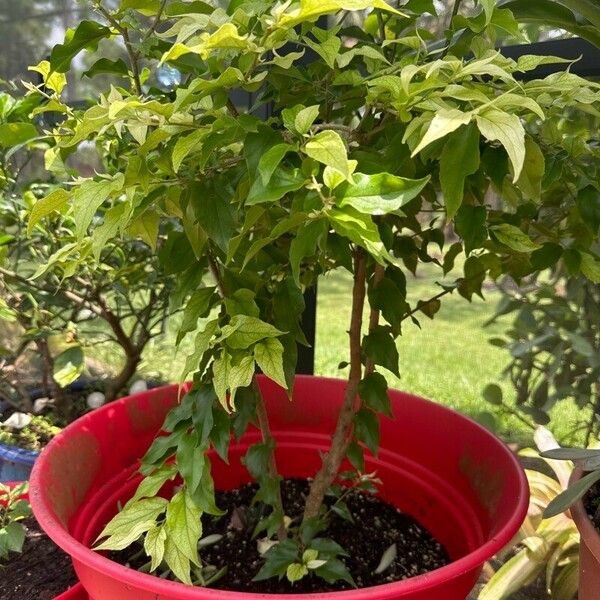 Dovyalis hebecarpa Celota