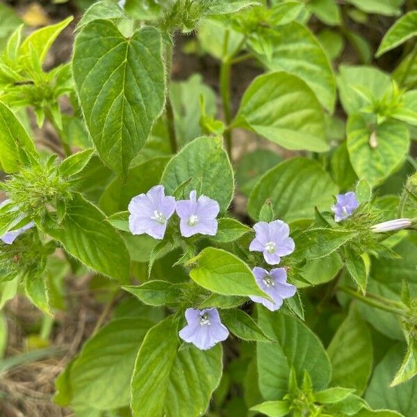 Jacquemontia tamnifolia Fleur