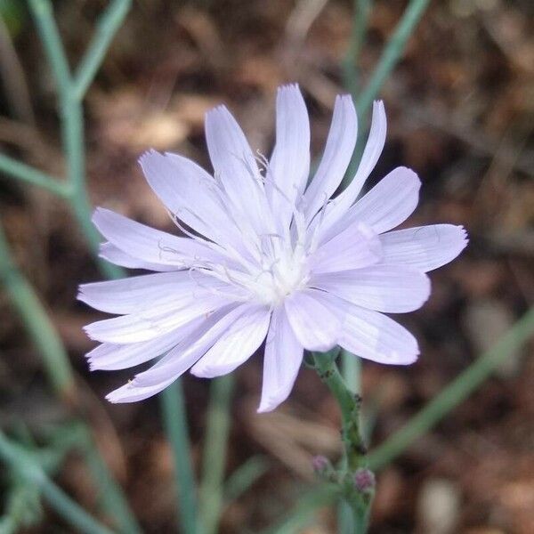 Lactuca tenerrima Цветок