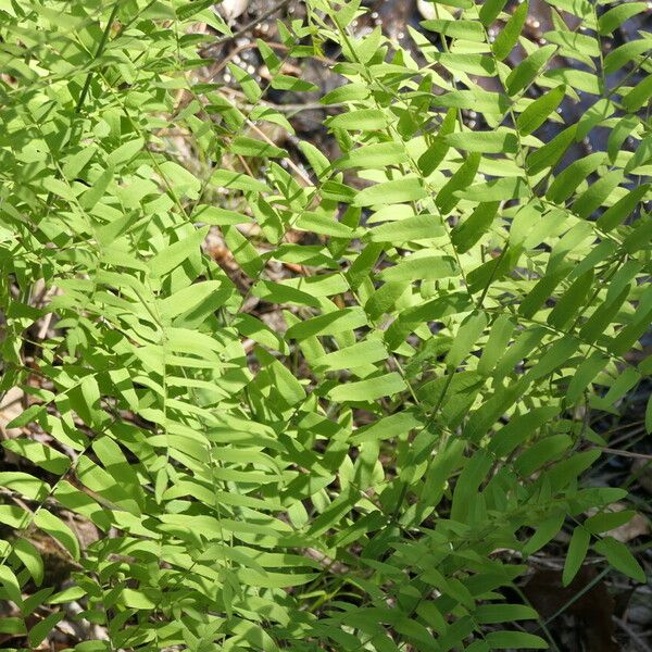 Osmunda spectabilis Feuille