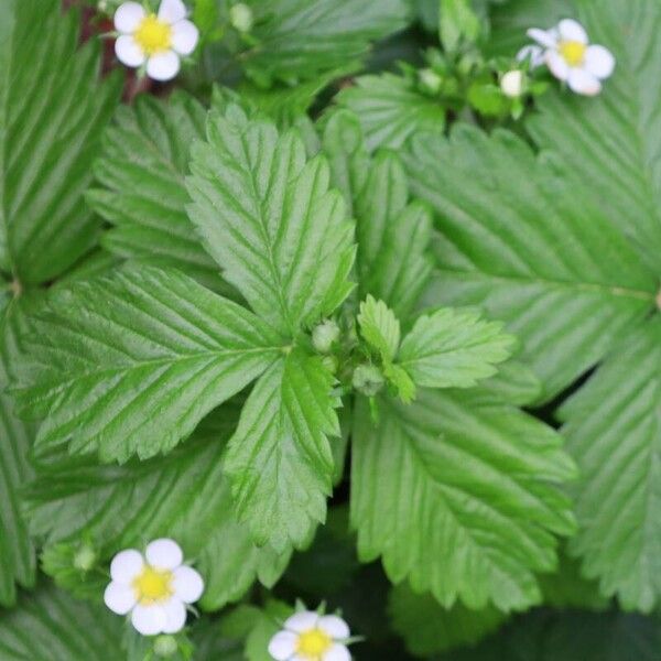 Fragaria vesca Habitus