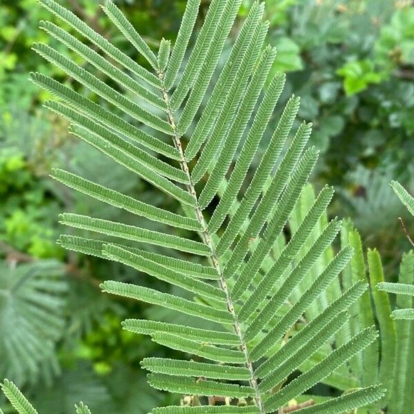 Acacia mearnsii পাতা