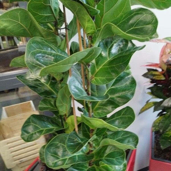 Ficus lyrata Leaf