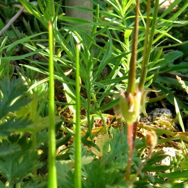 Geranium columbinum Frugt