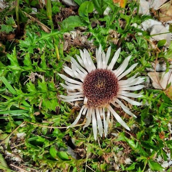 Carlina acaulis Λουλούδι