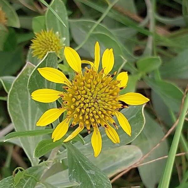 Borrichia frutescens Flor