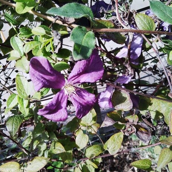 Clematis viticella Floare