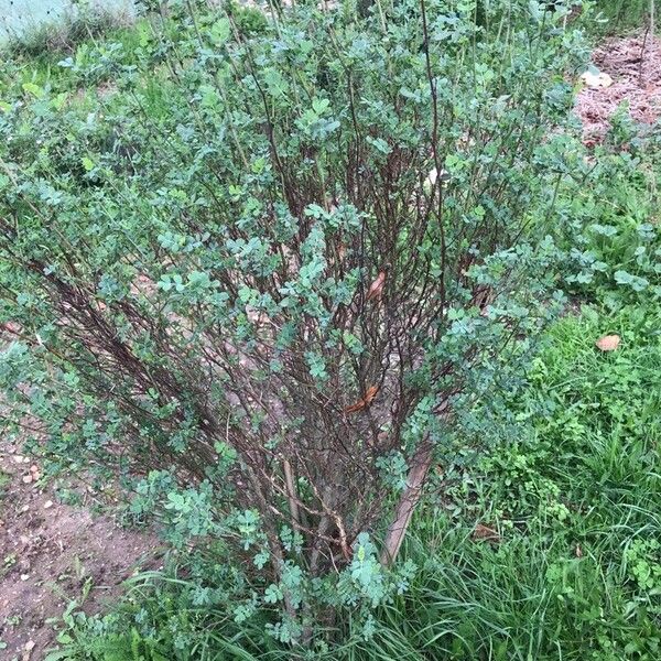 Caragana arborescens Blad