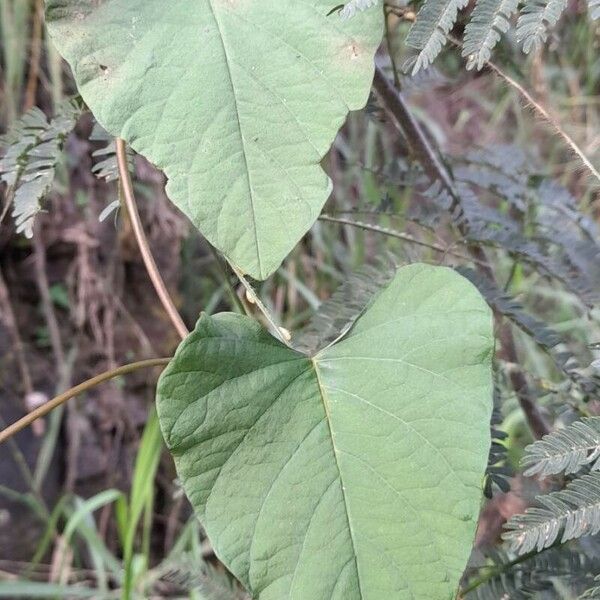 Merremia umbellata Leaf