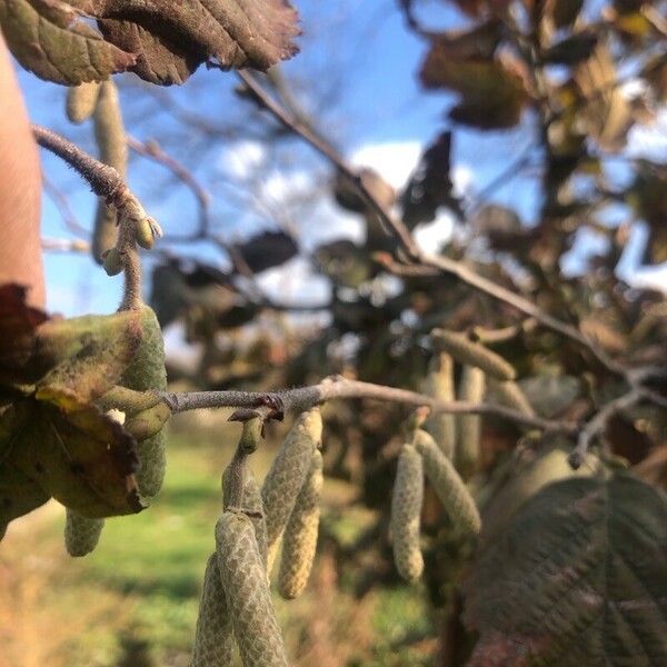 Corylus maxima Квітка