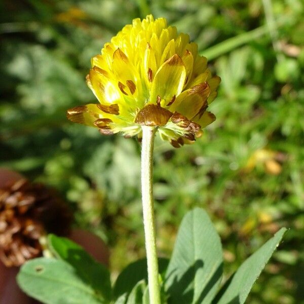 Trifolium badium Blomma
