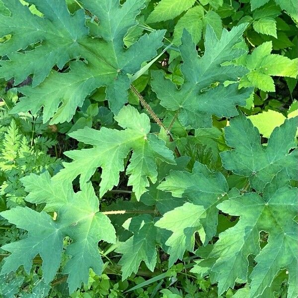 Heracleum sibiricum Φύλλο