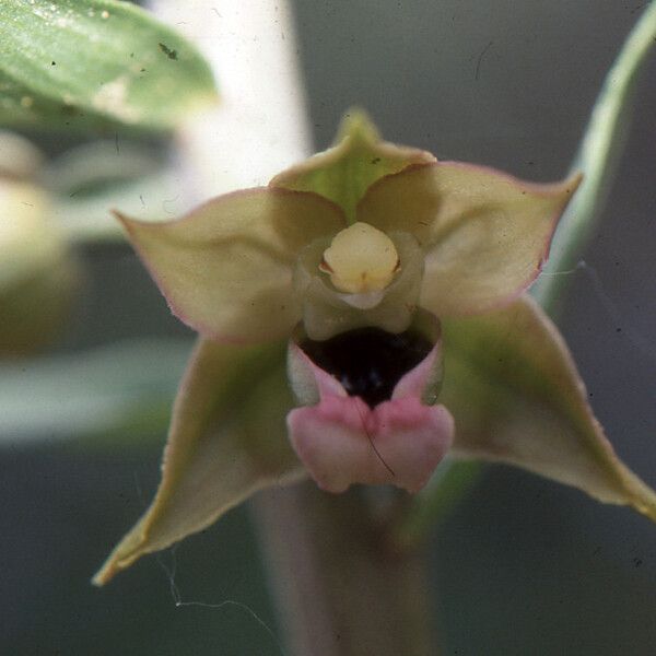 Epipactis kleinii Flower