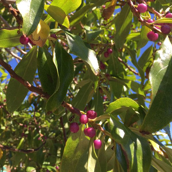 Myoporum laetum (New zealand manatoka)