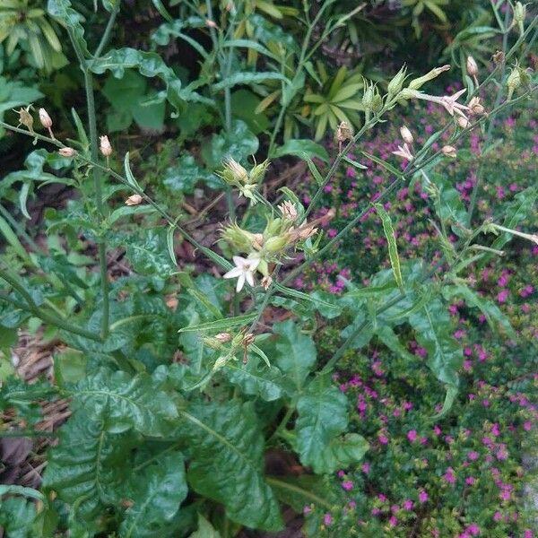 Nicotiana plumbaginifolia Virág