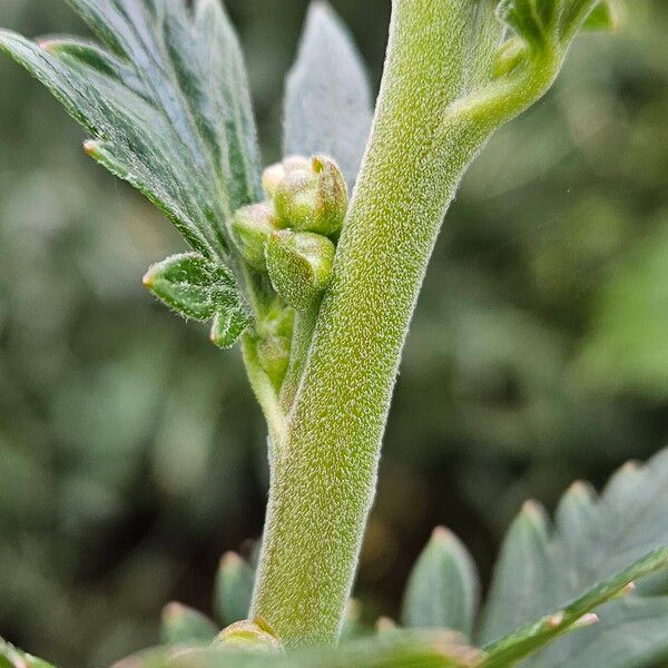 Aconitum napellus Кора