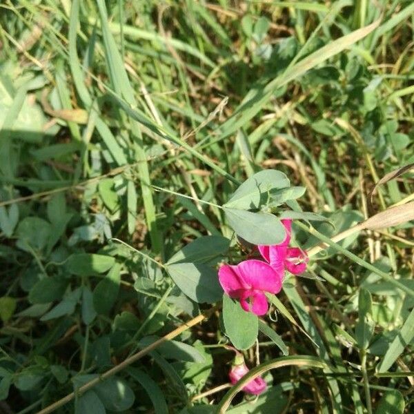 Lathyrus tuberosus Flower