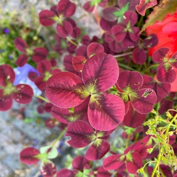 Oxalis purpurea Kvet