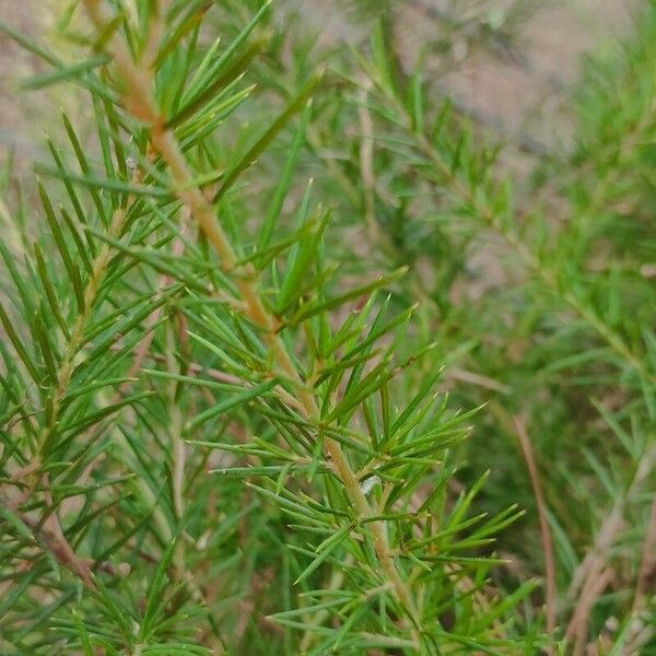 Grevillea juniperina ഇല