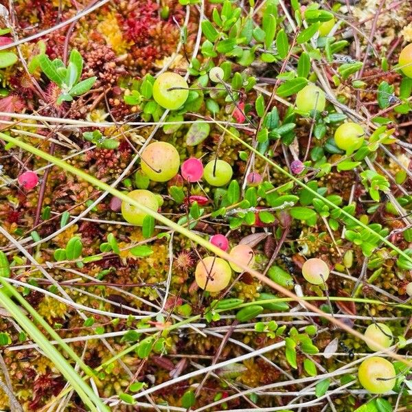 Vaccinium oxycoccos Frutto