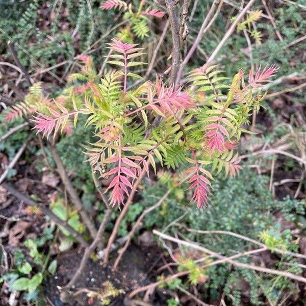 Sorbaria sorbifolia Fuelha