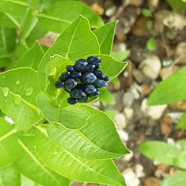 Amsonia tabernaemontana Blomst