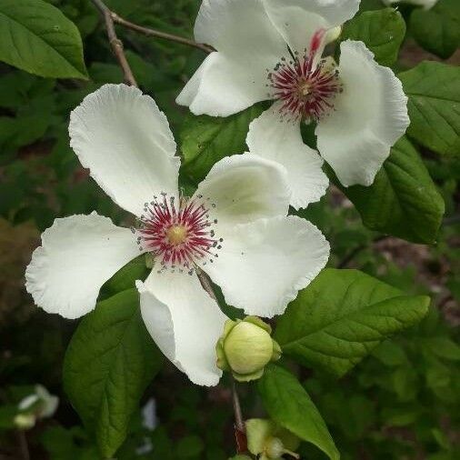 Stewartia malacodendron Flors