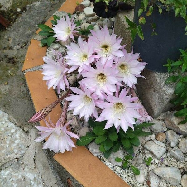 Echinopsis oxygona Fiore