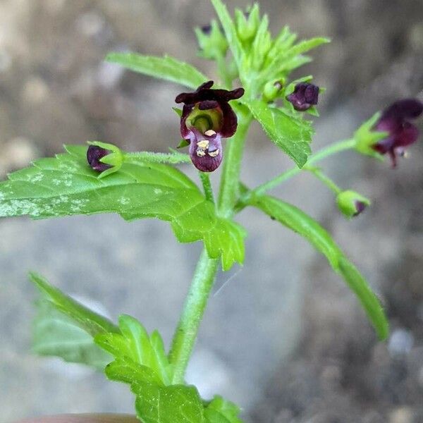 Scrophularia peregrina Flors