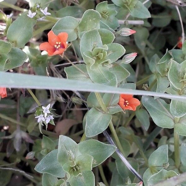 Lysimachia arvensis Kvet