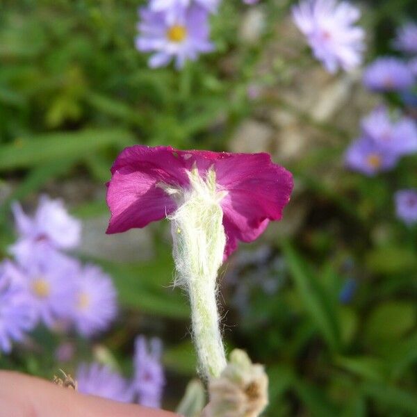 Silene coronaria Õis