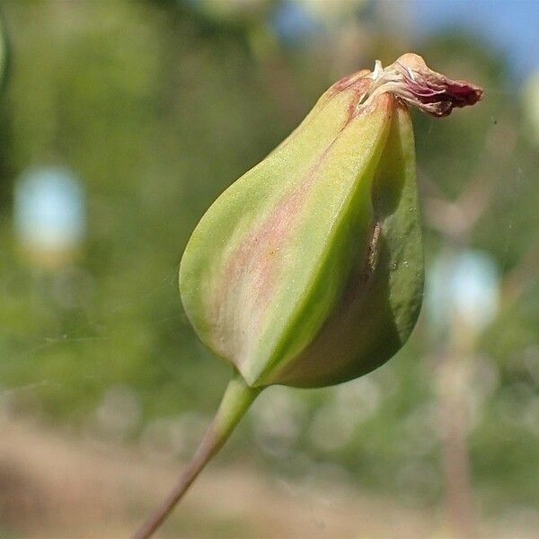 Vaccaria hispanica Fruit