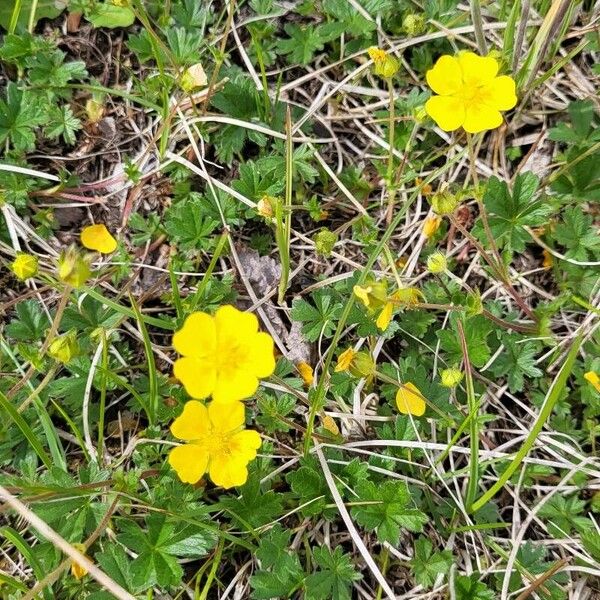 Potentilla crantzii Flower