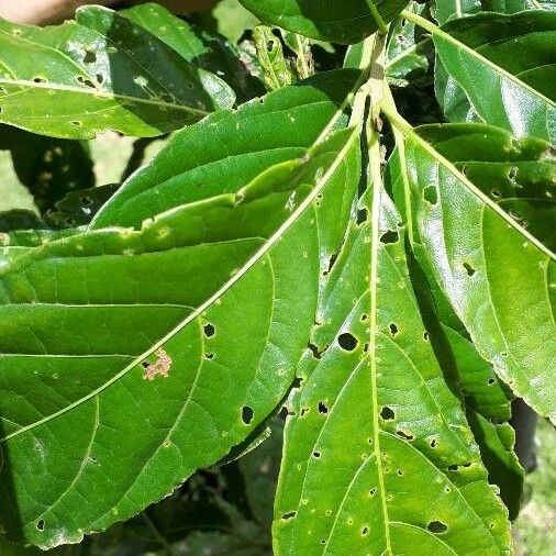 Cordia eriostigma Deilen