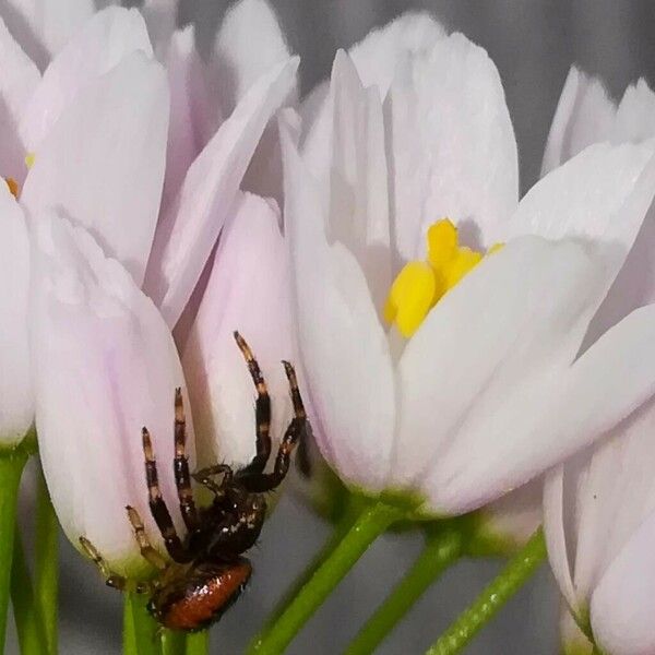 Allium roseum Blomst