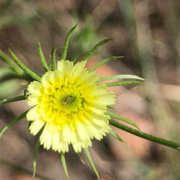Tolpis umbellata Flower